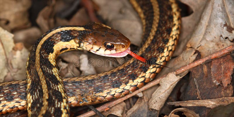 Garter Snake (Thamnophis sirtalis)
