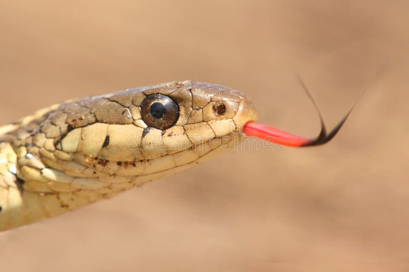 Garter Snake (Thamnophis sirtalis)