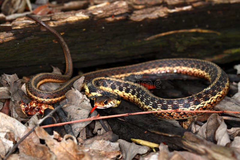 Garter Snake Thamnophis sirtalis