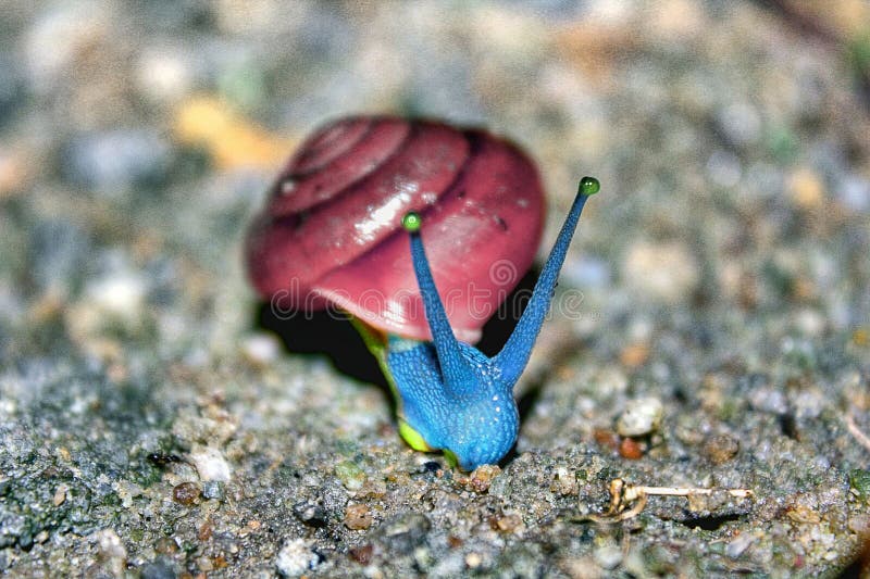 Gary the Snail stock image. Image of match, spongebob - 131926269