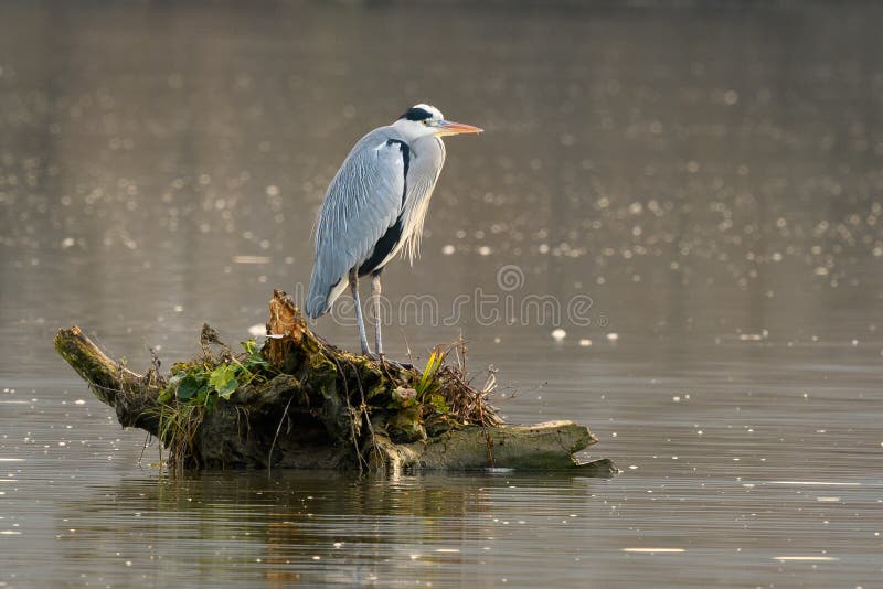 Grey heron Ardea cinerea standing on a tree root. Looking for food in the river. Mostly fish. Grey heron Ardea cinerea standing on a tree root. Looking for food in the river. Mostly fish.