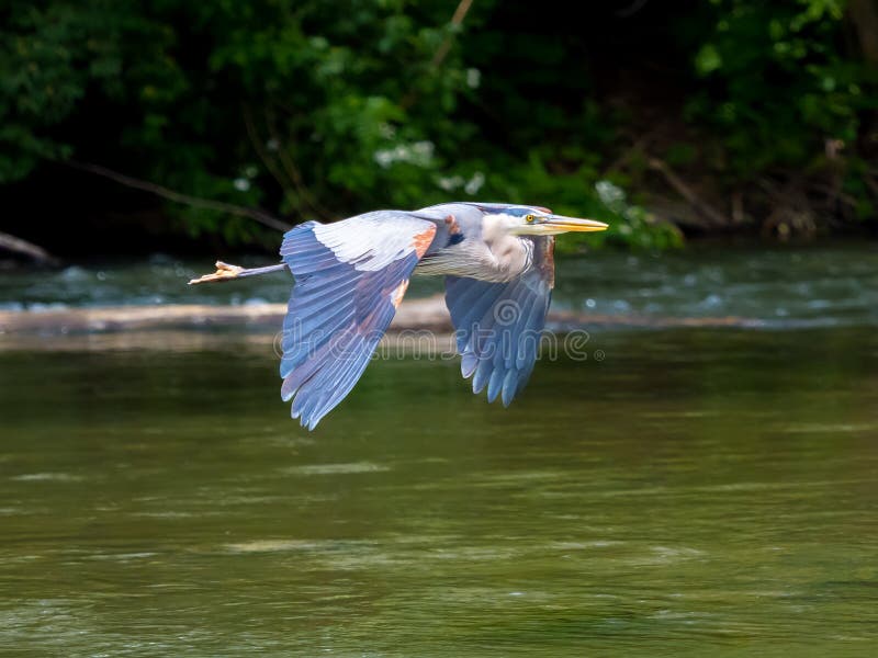 In flight, a Great Blue Heron typically holds its head in toward its body with its neck bent. In this image the heron is the central figure with wings in the downward position and the blue gray feathers are easily observed. In flight, a Great Blue Heron typically holds its head in toward its body with its neck bent. In this image the heron is the central figure with wings in the downward position and the blue gray feathers are easily observed.