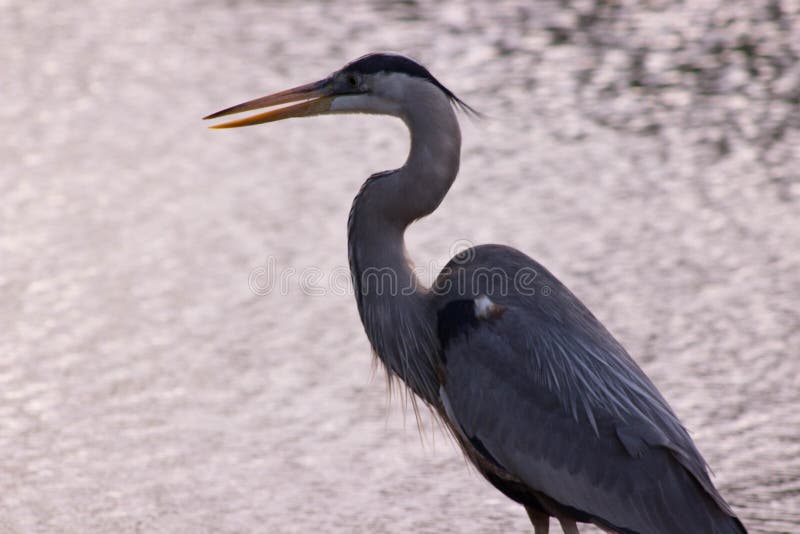 The Classic Great Blue Heron Pose with the craned S curve neck. Back-lit with motion blur on the wispy plumes on the back of his head. The Classic Great Blue Heron Pose with the craned S curve neck. Back-lit with motion blur on the wispy plumes on the back of his head.