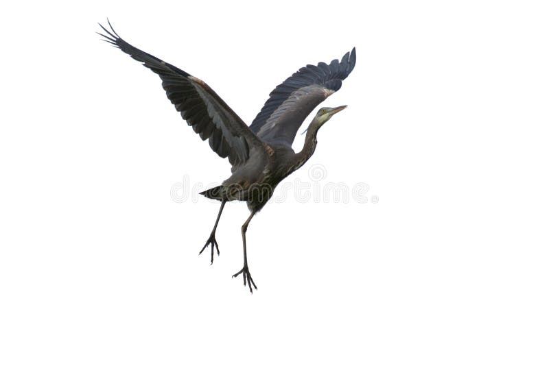 Garza de gran azul foto de archivo libre de regalías