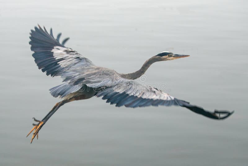 Garza de gran azul en vuelo en la costa central de California de la bahía de Morro en la bahía California los E.E.U.U. de Morro fotografía de archivo libre de regalías Garza de gran azul en vuelo en la costa central de California de la bahía de Morro en la bahía California los E.E.U.U. de Morro fotografía de archivo libre de regalías