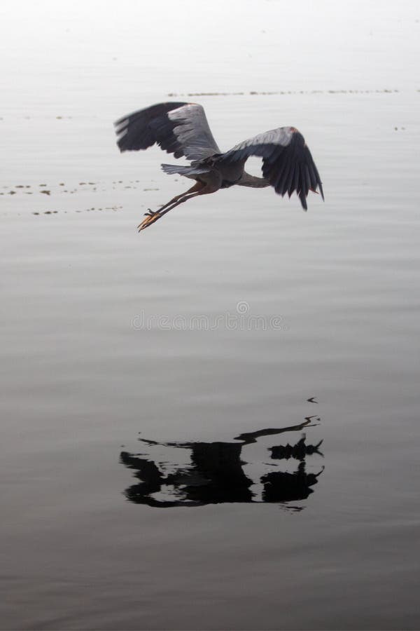 Garza de gran azul en vuelo en la costa central de California de la bahía de Morro en la bahía California los E.E.U.U. de Morro fotografía de archivo libre de regalías Garza de gran azul en vuelo en la costa central de California de la bahía de Morro en la bahía California los E.E.U.U. de Morro fotografía de archivo libre de regalías