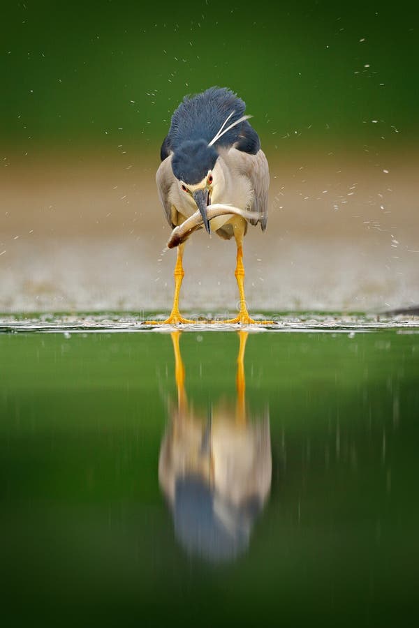 Garza de noche, pájaro de agua gris con los pescados en la cuenta, animal en el agua, escena de la acción de Hungría, hábitat de imagen de archivo Garza de noche, pájaro de agua gris con los pescados en la cuenta, animal en el agua, escena de la acción de Hungría, hábitat de imagen de archivo