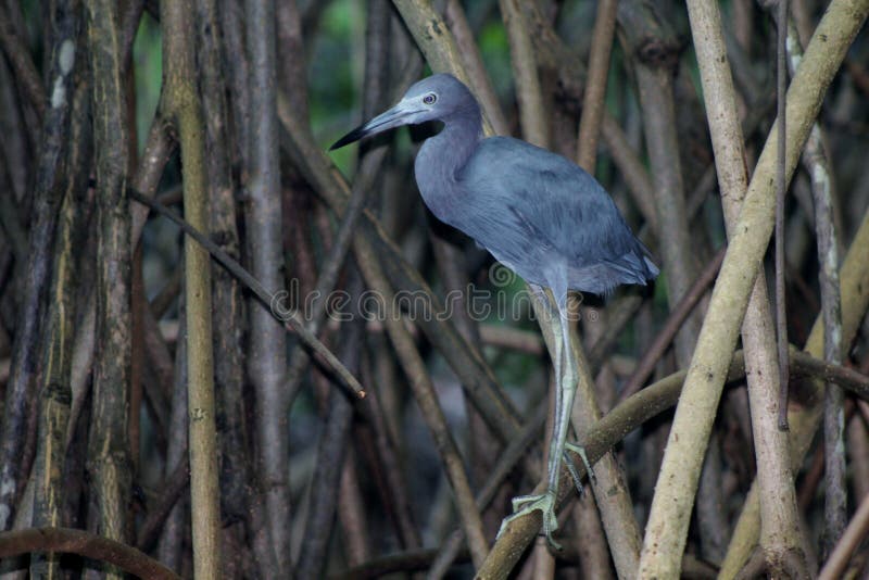 Garza de pequeño azul imágenes de archivo libres de regalías Garza de pequeño azul imágenes de archivo libres de regalías