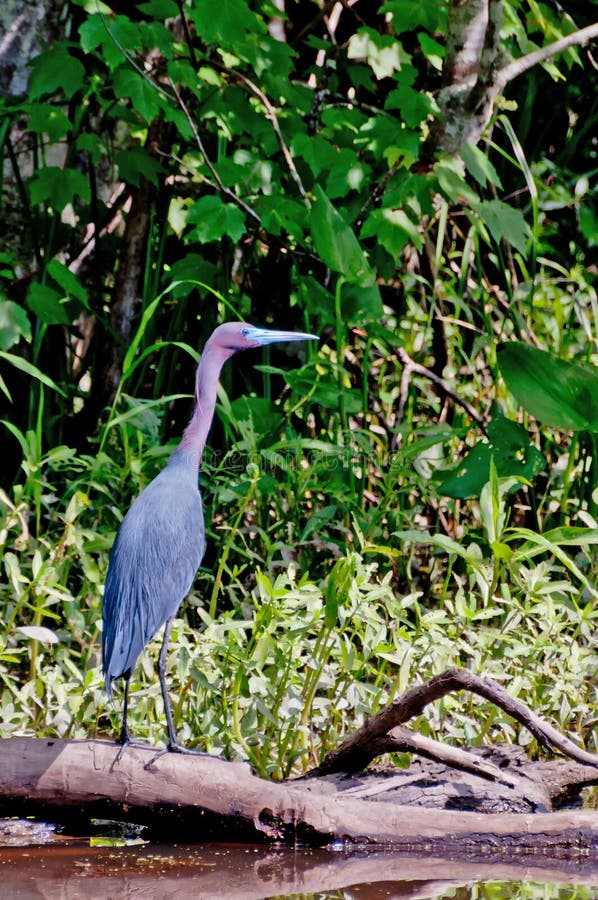 Garza de pequeño azul en los humedales de Luisiana fotografía de archivo libre de regalías Garza de pequeño azul en los humedales de Luisiana fotografía de archivo libre de regalías