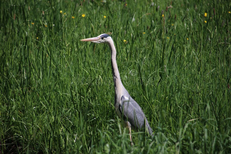 Garza del blanco gris que espera en la hierba que busca para la comida en los Países Bajos imagen de archivo Garza del blanco gris que espera en la hierba que busca para la comida en los Países Bajos imagen de archivo