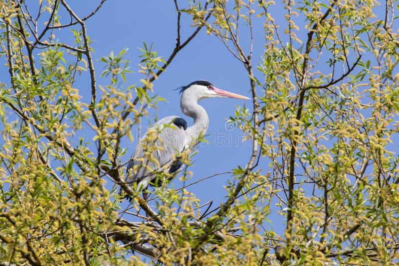 Garza gris en un árbol con un cielo azul hermoso en el fondo foto de archivo libre de regalías Garza gris en un árbol con un cielo azul hermoso en el fondo foto de archivo libre de regalías