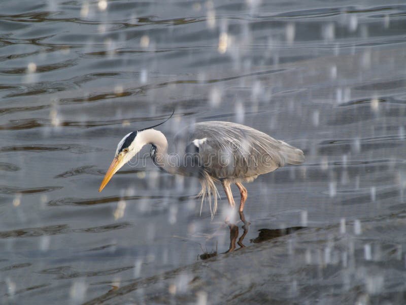 Garza gris que pesca debajo de la cascada fotos de archivo libres de regalías Garza gris que pesca debajo de la cascada fotos de archivo libres de regalías