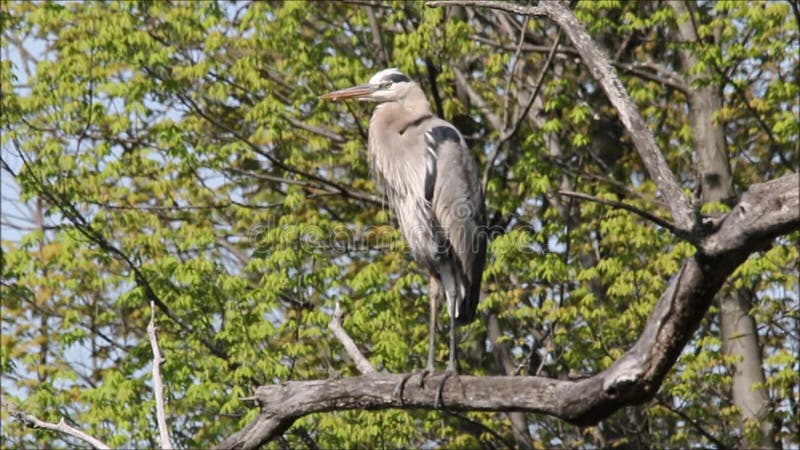 Garça-real de grande azul empoleirada em enfeitar-se da árvore