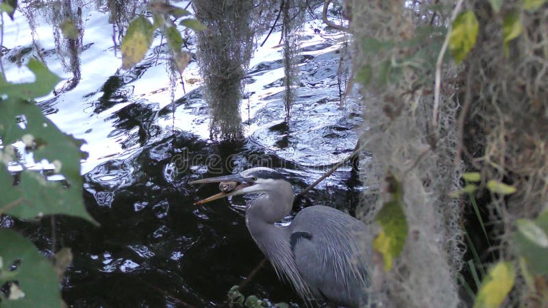 A garça-real de grande azul engole uma tartaruga pequena