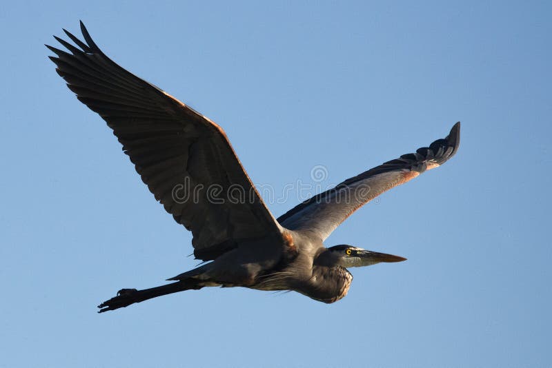 Garça-real de grande azul na asa foto de stock Garça-real de grande azul na asa foto de stock