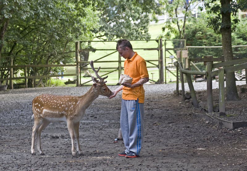 Garçon alimentant les cerfs communs affrichés. photos stock Garçon alimentant les cerfs communs affrichés. photos stock