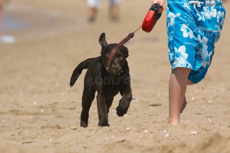 Garçon exécutant avec le chiot image stock