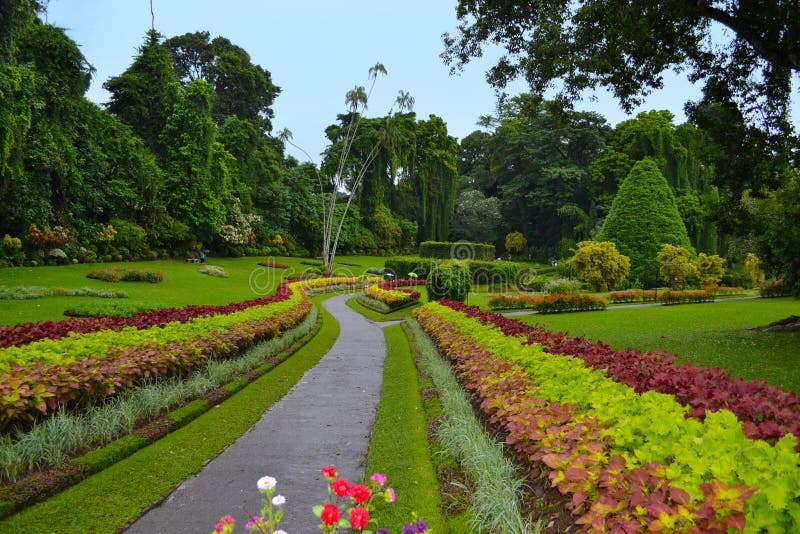 Gasse in den königlichen botanischen Gärten, Kandy Sri Lanka lizenzfreie stockfotografie Gasse in den königlichen botanischen Gärten, Kandy Sri Lanka lizenzfreie stockfotografie
