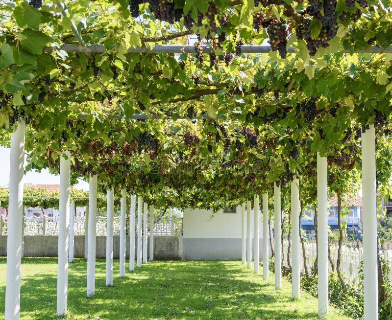 Gasse mit weinberankter Pergola der Traube stockfotos Gasse mit weinberankter Pergola der Traube stockfotos