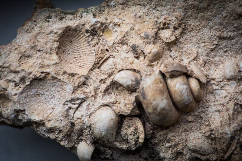 Close up shot of gastropod and sea shells fossil trapped in sandstone. Close up shot of gastropod and sea shells fossil trapped in sandstone