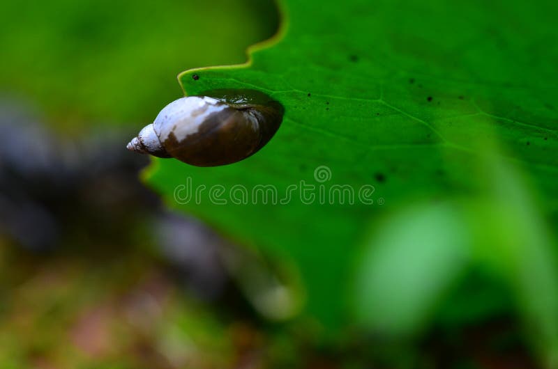 The gastropod under lotus leaf. The gastropod under lotus leaf.