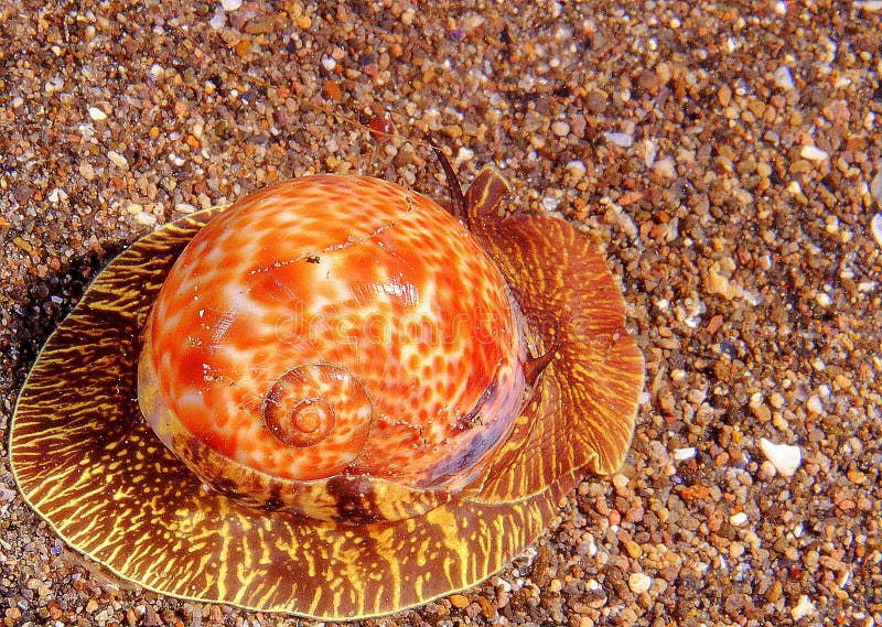 gastropod on a sandy bottom in night fighter. gastropod on a sandy bottom in night fighter