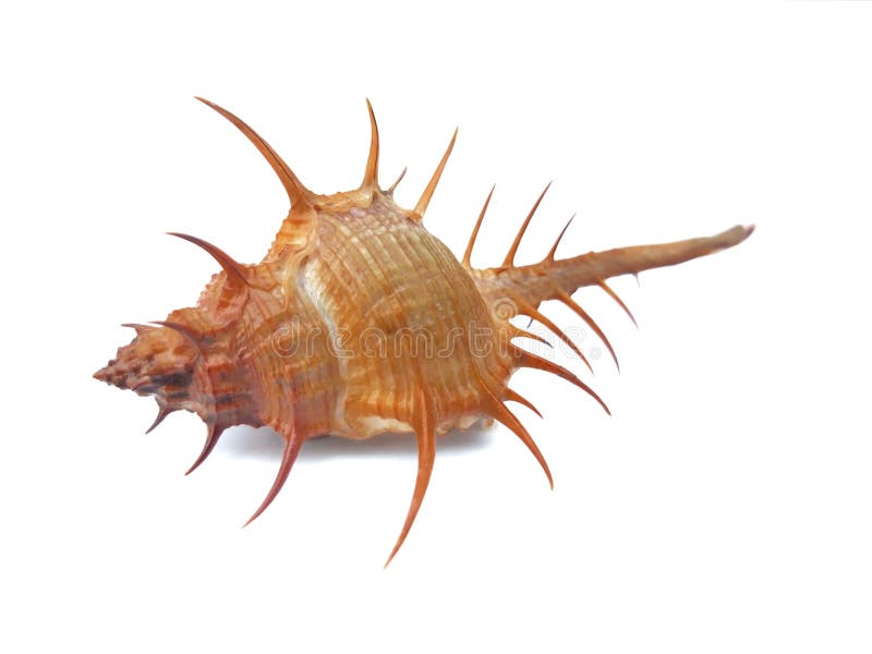 Gastropodo marino cerrado imágenes de archivo libres de regalías Gastropodo marino cerrado imágenes de archivo libres de regalías