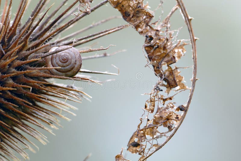Gastropod shell in a teasel waiting for the spring ans a dry leaf, witch reapeats the circle shape of the snail, graphical winter, copy space. Gastropod shell in a teasel waiting for the spring ans a dry leaf, witch reapeats the circle shape of the snail, graphical winter, copy space