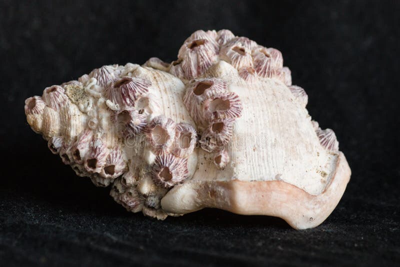 Close up of gastropod shell covered by barnacles. Close up of gastropod shell covered by barnacles