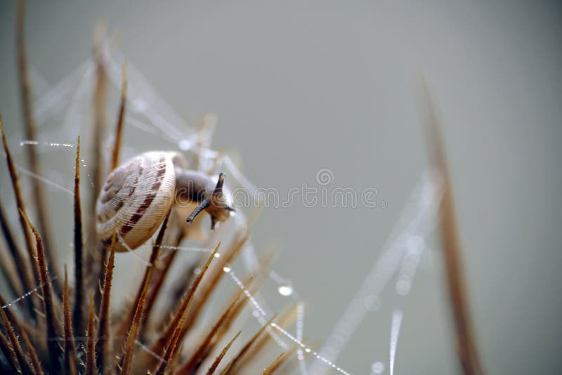 Little gastropod snail on the hard way over the spines of a teasel, metaphor, overcome barriers in difficult times, copy space in the background. Little gastropod snail on the hard way over the spines of a teasel, metaphor, overcome barriers in difficult times, copy space in the background