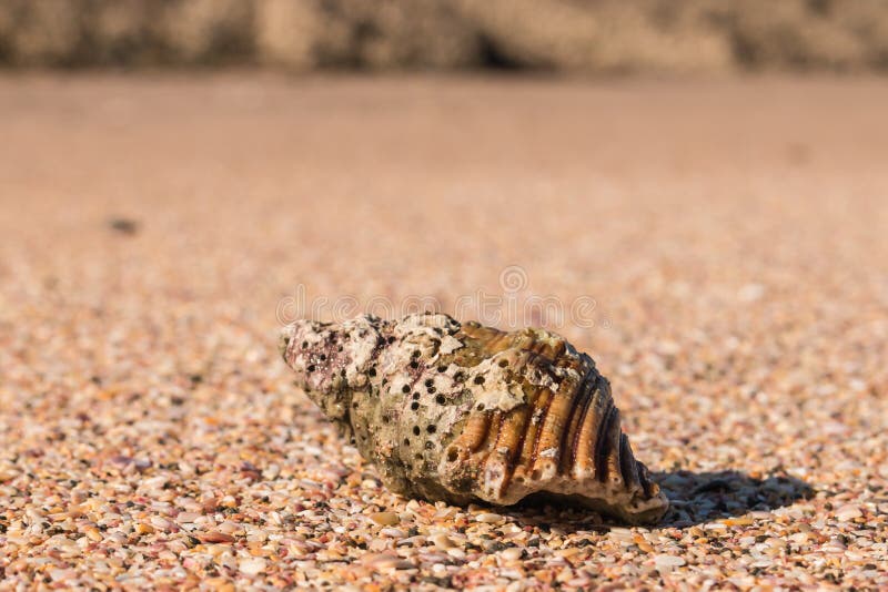 Detail of gastropod seashell on sandy beach. Detail of gastropod seashell on sandy beach