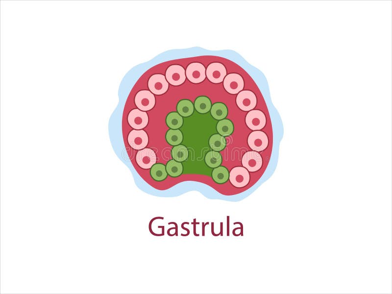 Gastrula stock de ilustración