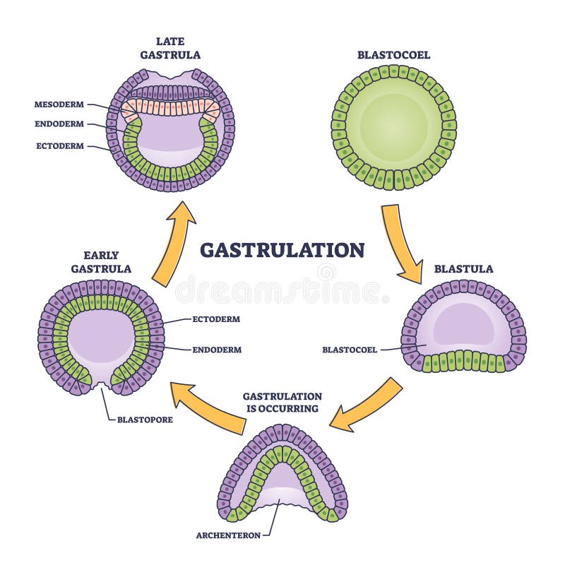 Ectoderm Endoderm Stock Illustrations 46 Ectoderm Endoderm Stock Ectoderm Endoderm Stock Illustrations 46 Ectoderm Endoderm Stock