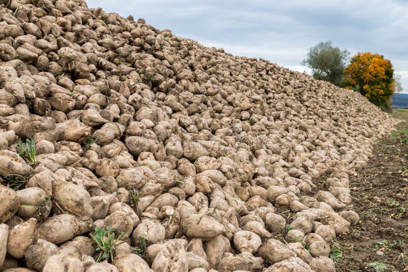 Gathered Sugar Beets on an Acre, Bavaria, Germany Stock Photo Image