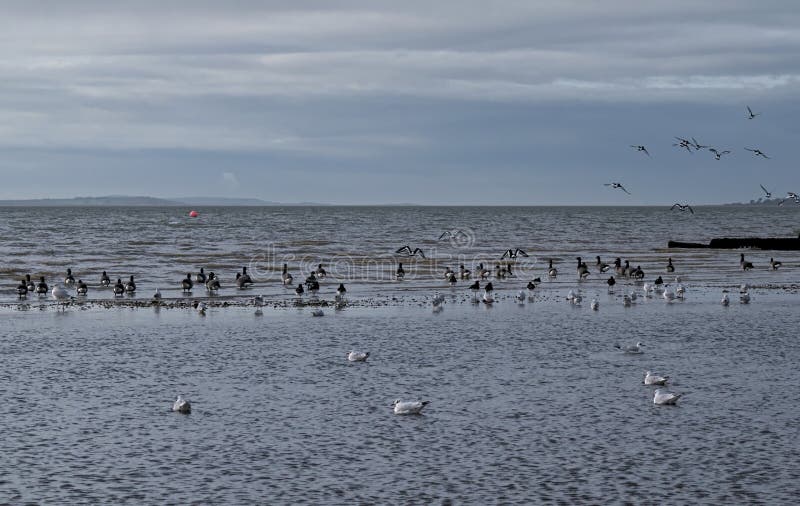 Sea-birds gather to feed. Seagulls, geese and oyster-catchers flock to the calm shallows at low tide. Some oyster catchers are flying . Sea-birds gather to feed. Seagulls, geese and oyster-catchers flock to the calm shallows at low tide. Some oyster catchers are flying .