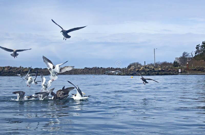 Many seagulls gathering in the blue bay water. Many seagulls gathering in the blue bay water