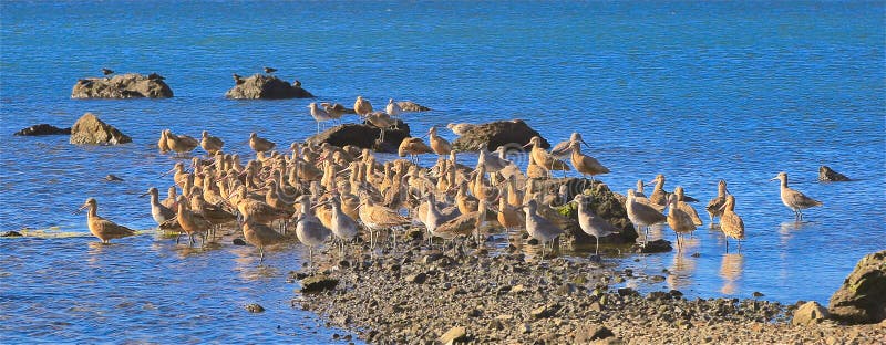 Gathering of many tan seagulls on a sandbar of the Pacific Ocean central coastline of Zboddga. Gathering of many tan seagulls on a sandbar of the Pacific Ocean central coastline of Zboddga