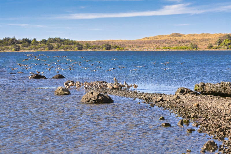 Gathering of many tan seagulls on a sandbar of the Pacific Ocean central coastline of Zboddga. Gathering of many tan seagulls on a sandbar of the Pacific Ocean central coastline of Zboddga