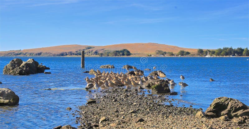 Gathering of many tan seagulls on a sandbar of the Pacific Ocean central coastline of Zboddga. Gathering of many tan seagulls on a sandbar of the Pacific Ocean central coastline of Zboddga