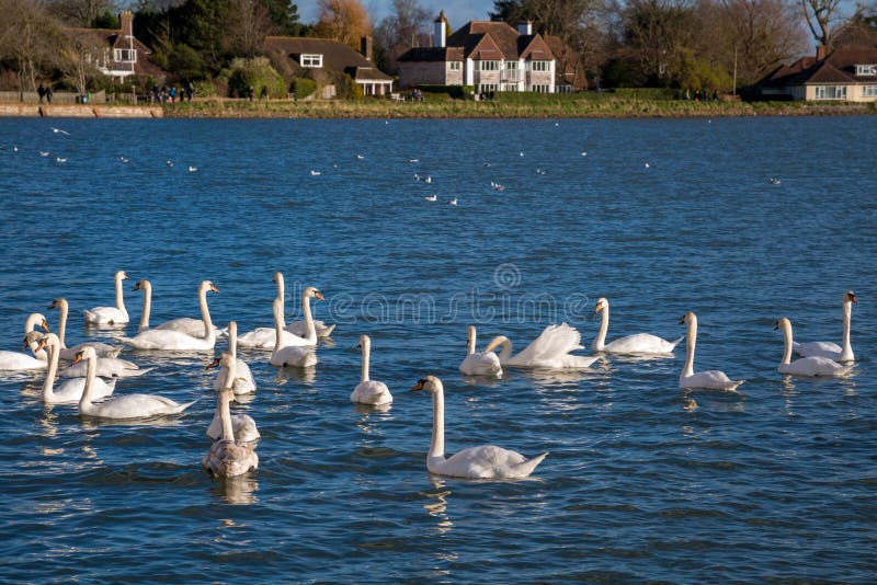 A Gathering of Mute Swans at Bosham West Sussex on January 1, 2013. Unidentified people