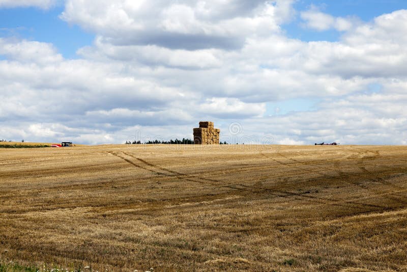 Gathering the wheat harvest