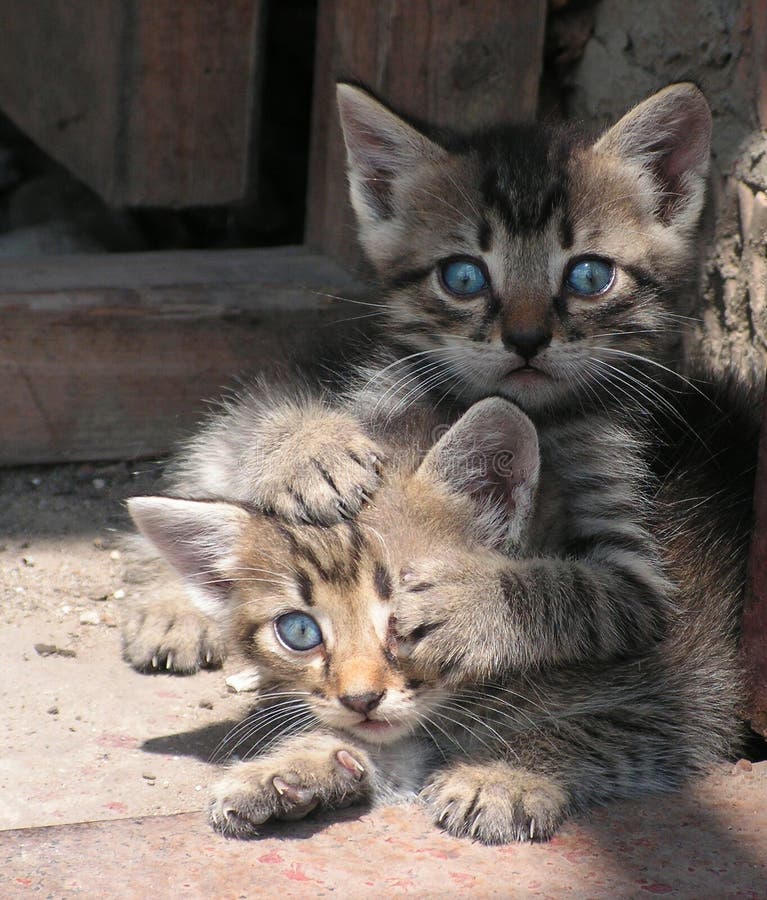 Jogo dos gatos imagem de stock. Imagem de alegria, paste - 96715099