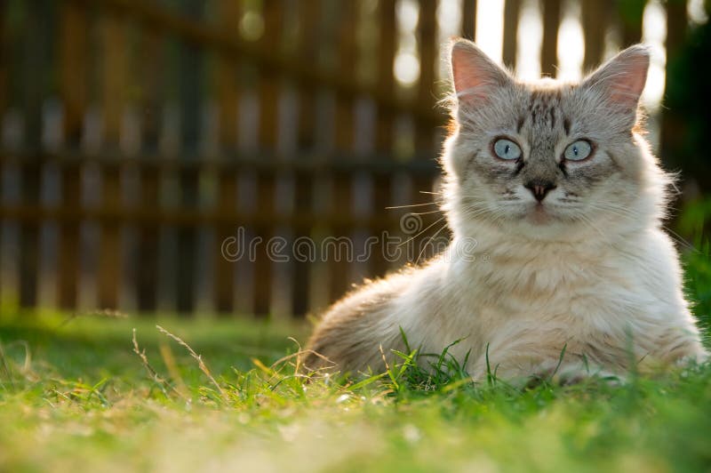 Jogos Do Gatinho Em Uma Grama Verde Imagem de Stock - Imagem de animais,  gato: 36791029