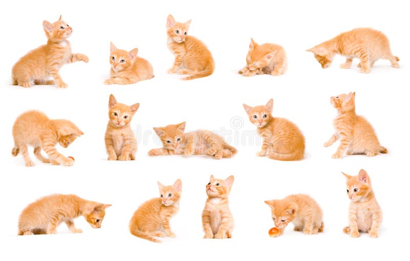 Grupo De Gatinhos E De Filhotes De Cachorro Foto de Stock - Imagem de  cachorros, jogo: 25336556