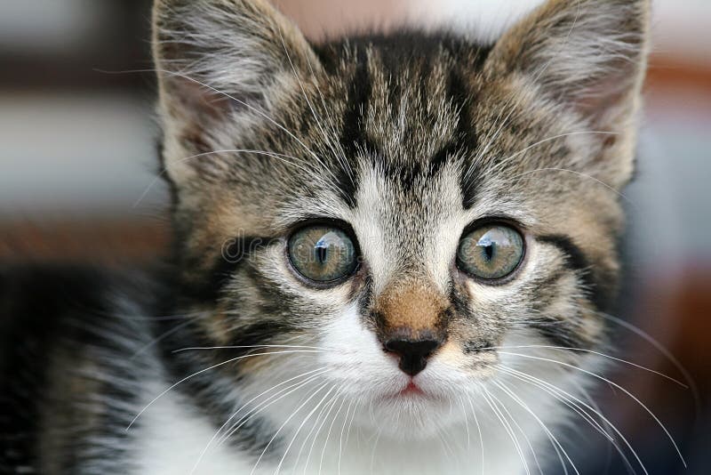 Gatinho fotos de stock royalty free