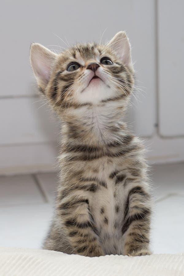 Foto de Gato Preto E Branco Novo Pequeno Bonito Do Tigre Com Os Olhos Azuis  Que Estão Em Pés Traseiros Menina Com Os Jogos Da Mão Do Lápis Com Gato e  mais