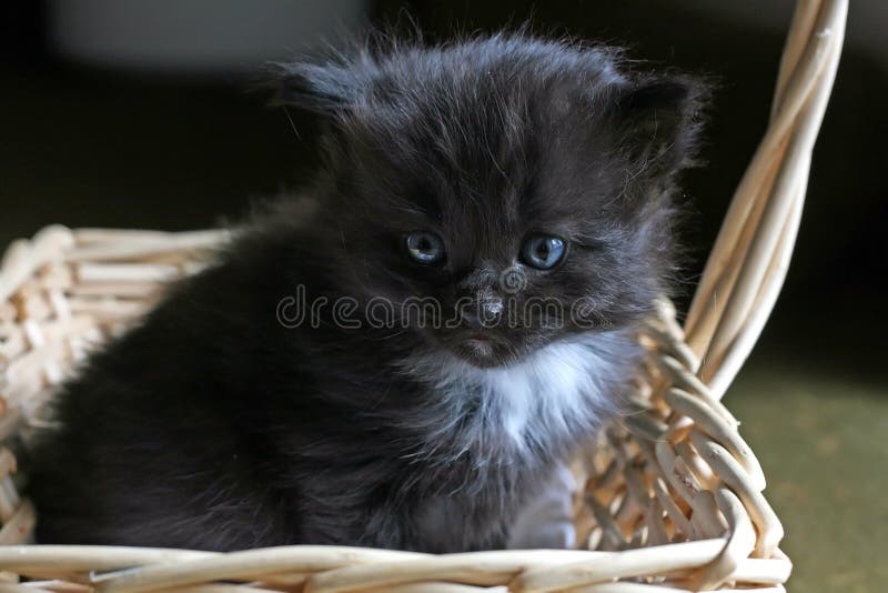 Gatinho imagens de stock royalty free