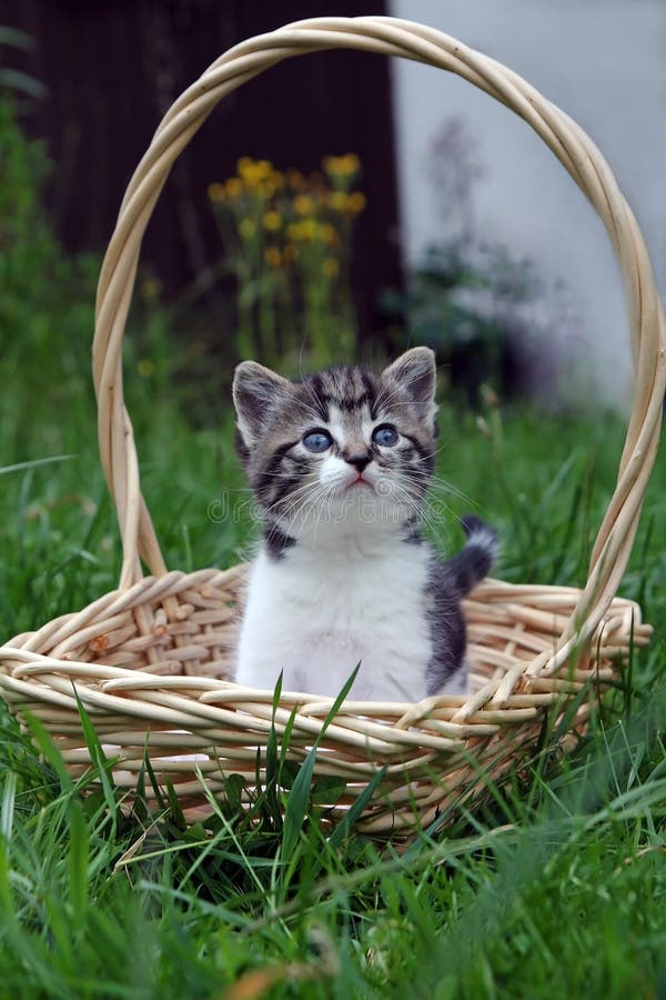 Gatinho imagem de stock royalty free