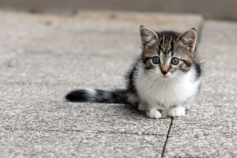 Gatinho fotos de stock royalty free