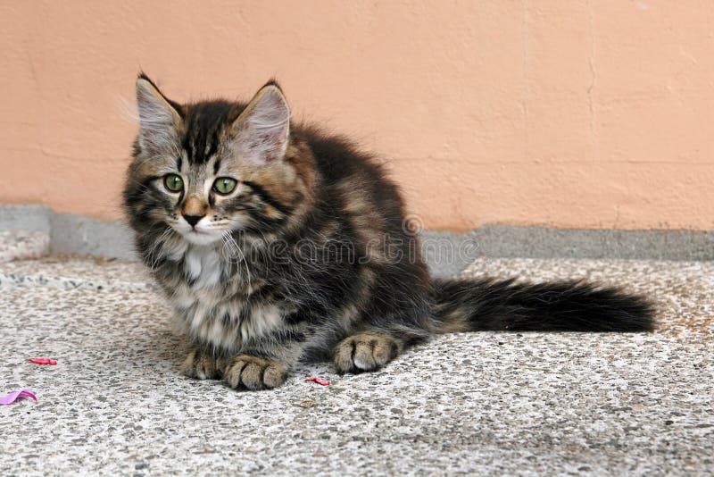 Gatinho imagem de stock royalty free